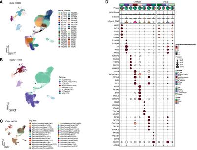 Deciphering the molecular landscape: integrating single-cell transcriptomics to unravel myofibroblast dynamics and therapeutic targets in clear cell renal cell carcinomas